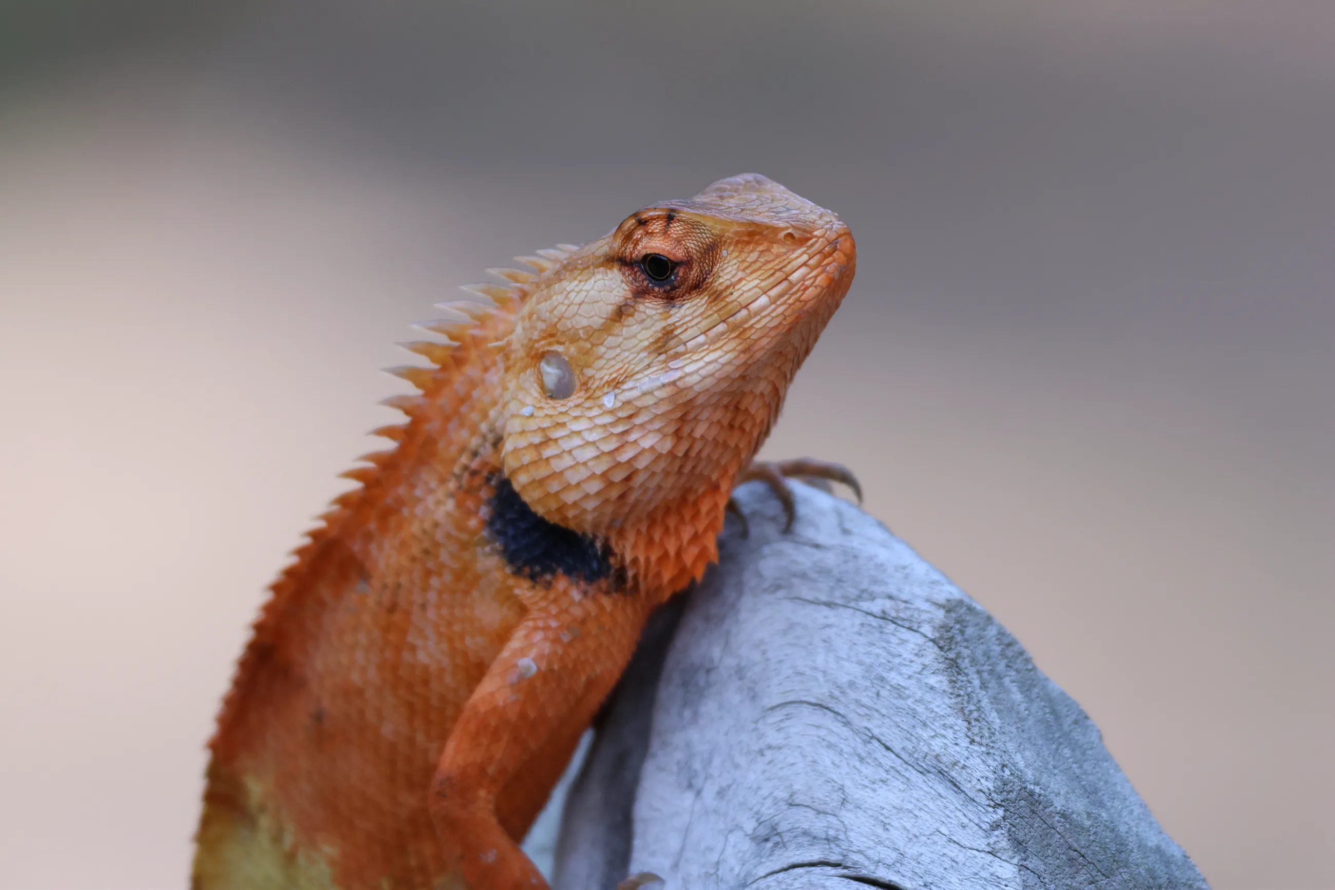 Lézard orange en portrait rapproché